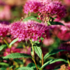 Spiraea japonica 'Double play Artist' 23 cm