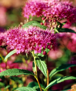 Spiraea japonica 'Double play Artist' 23 cm