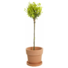 Euonymus fort. Emerald 'n' Gold - Klatrebeinved 19 cm Oppstammet