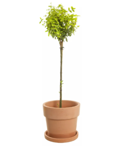 Euonymus fort. Emerald 'n' Gold - Klatrebeinved 19 cm Oppstammet