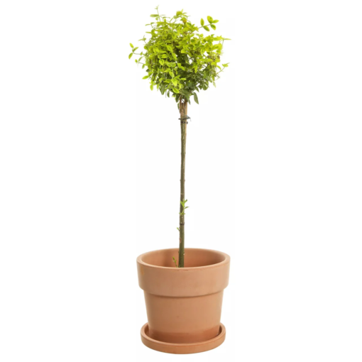 Euonymus fort. Emerald 'n' Gold - Klatrebeinved 19 cm Oppstammet