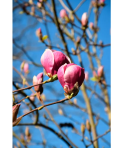 Magnolia Soulangeana 'Rustica Rubra' - Praktmagnolia 23 cm