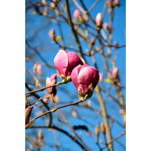 Magnolia Soulangeana 'Rustica Rubra' - Praktmagnolia 23 cm