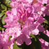 Rhododendron 'Roseum Elegans' 34 cm