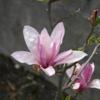 Magnolia 'George Henry Kern' - Praktmagnolia 23 cm