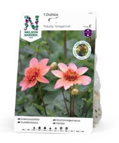 Dahlia - Georgine Høy 'Totally Tangerine'