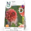 Dahlia - Georgine Høy, dek. 'Cornel Brons'