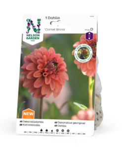 Dahlia - Georgine Høy, dek. 'Cornel Brons'