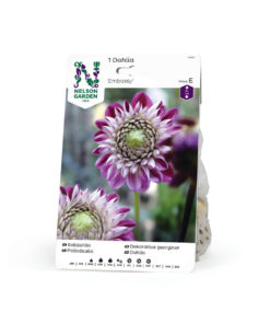Dahlia - Georgine Høy, pompon 'Embassy'