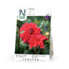 Dahlia - Georgine Lav dek. Heatwave