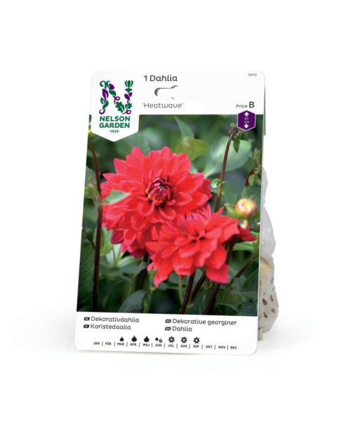 Dahlia - Georgine Lav dek. Heatwave