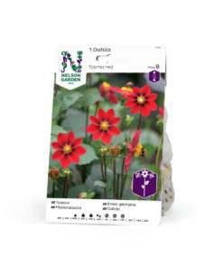 Dahlia - Georgine Lav enkel-, Topmix rød