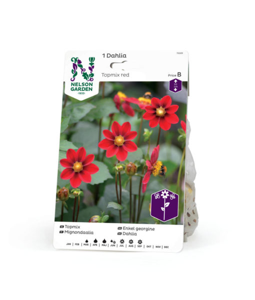 Dahlia - Georgine Lav enkel-, Topmix rød