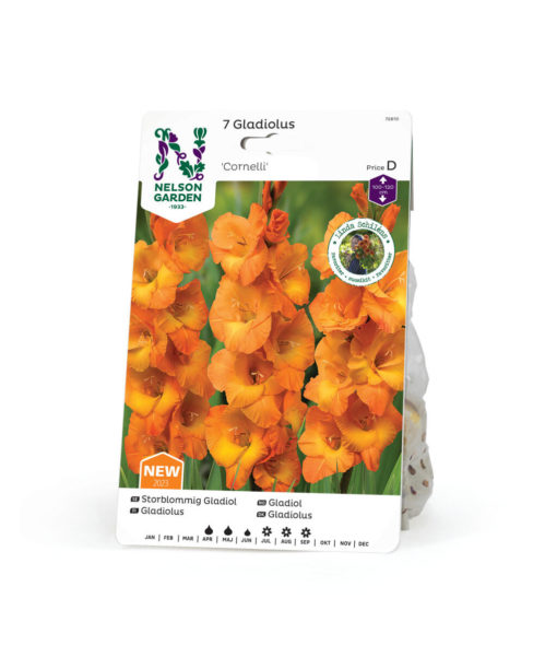 Gladiol storbl. 'Cornelli'