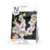 Gladiol storbl. 'Mon Amour'