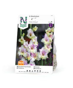 Gladiol storbl. 'Mon Amour'