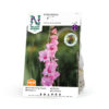 Gladiol storbl. 'Wine and Roses'