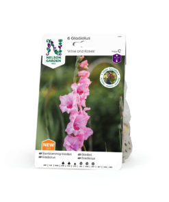 Gladiol storbl. 'Wine and Roses'