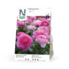 Ranunkel rosa