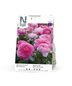 Ranunkel rosa