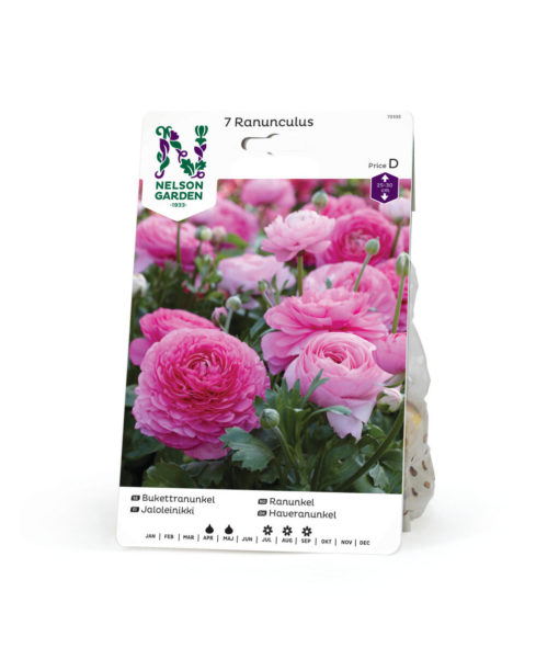 Ranunkel rosa