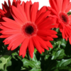 Gerbera 12 cm