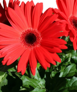 Gerbera 12 cm