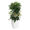 Ardisia - Tannardisia 15 cm