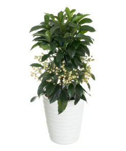 Ardisia - Tannardisia 15 cm