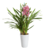 Orkide Cymbidium 12 cm