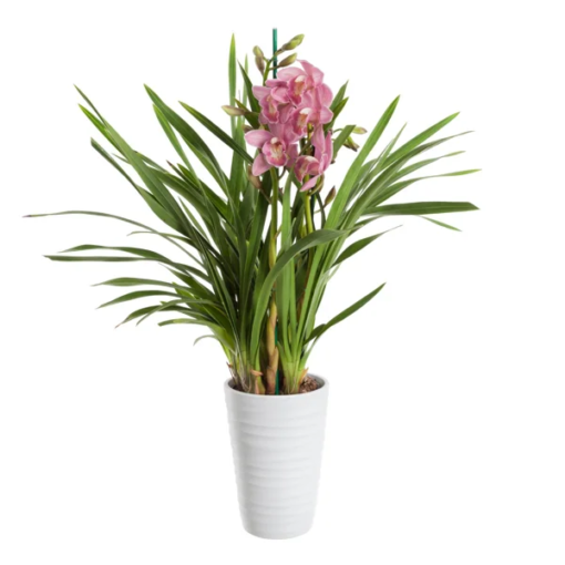 Orkide Cymbidium 12 cm