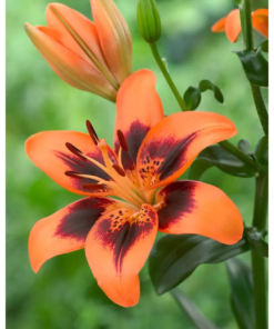 Lillium - Liljer Aziaat 13 cm
