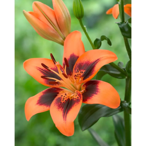 Lillium - Liljer Aziaat 13 cm