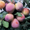 Frukttrær Prunus domestica Familietrær - Plomme 10L