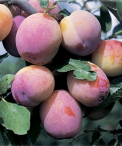 Frukttrær Prunus domestica Familietrær - Plomme 10L