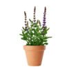 Salvia Nemorosa - Steppesalvie 13 cm