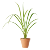 Hemerocallis 'Purplelicious' - daglilje 11 cm