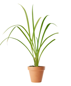 Hemerocallis 'Bonanza' - daglilje 11 cm