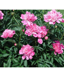 Paeonia - Peon 23 cm