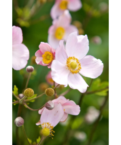 Anemone hupehensis 'Praecox' 11 cm