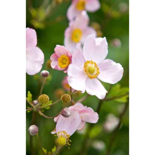Anemone hupehensis 'Praecox' 11 cm