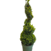 Buxus Sempervirens - Europabuksbom Spiral 24 cm