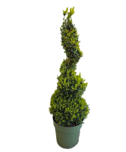 Buxus Sempervirens - Europabuksbom Spiral 24 cm