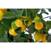 Citrus 14 cm