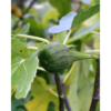 FIcus Carica - Fiken 23 cm