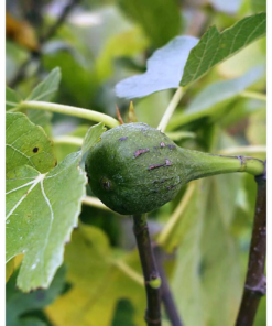 FIcus Carica - Fiken 23 cm