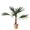 Trachycarpus - Vindmøllepalme 32 cm