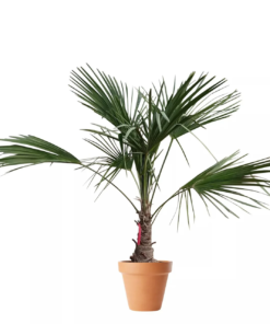 Trachycarpus - Vindmøllepalme 32 cm