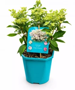 Hydrangea paniculata - Syrinhortensia 17 cm