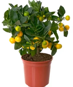 Citrus 14 cm